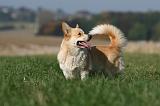 CORGI PEMBROKE 1161